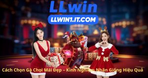 Cách Chọn Gà Chọi Mái Đẹp – Kinh Nghiệm Nhân Giống Hiệu Quả