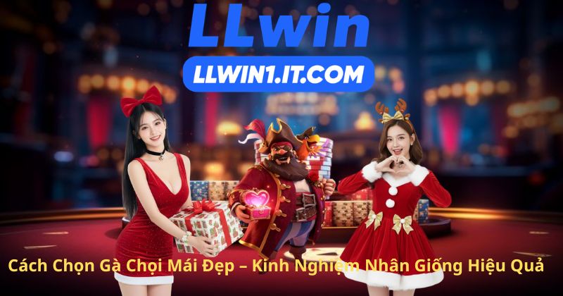 Cách Chọn Gà Chọi Mái Đẹp – Kinh Nghiệm Nhân Giống Hiệu Quả