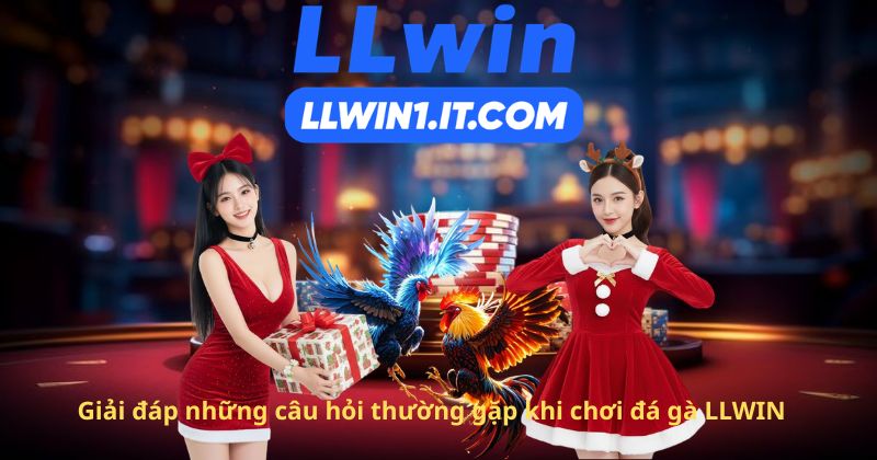 Giải đáp những câu hỏi thường gặp khi chơi đá gà LLWIN