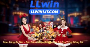 Màu Lông Gà Nòi – Đặc Điểm Nhận Biết Và Giá Trị Của Từng Dòng Gà
