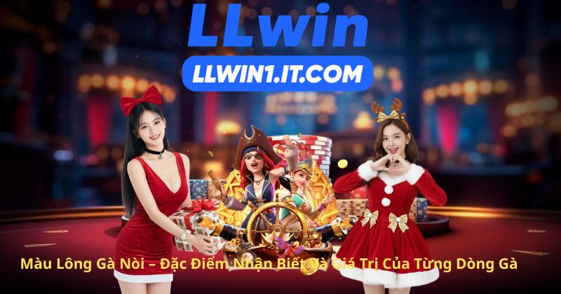 Màu Lông Gà Nòi – Đặc Điểm Nhận Biết Và Giá Trị Của Từng Dòng Gà